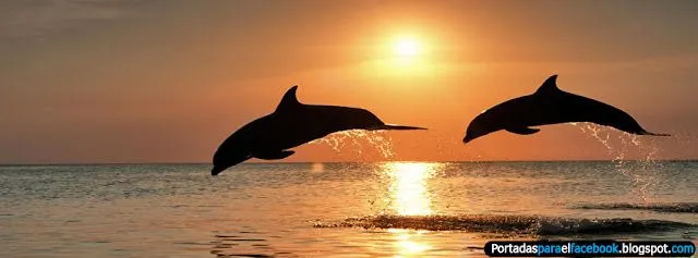 Portadas de delfines para facebook - Portadas para facebook Portadas de delfines para facebook - Portadas para facebook