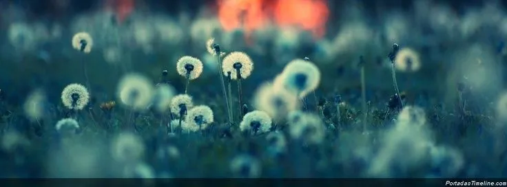 Portadas para facebook bokeh flowers | Naturaleza | Pinterest ...
