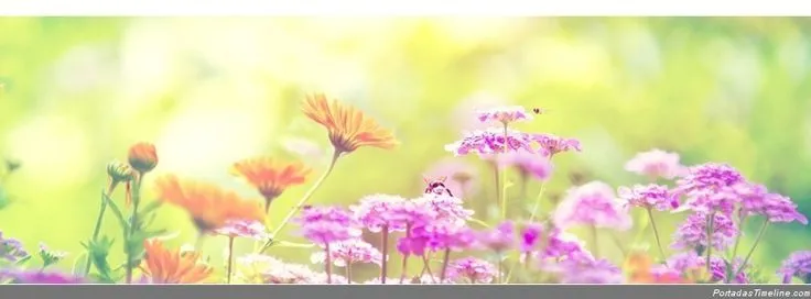 Portadas para facebook flores portada para facebook1 | Naturaleza ... Portadas para facebook flores portada para facebook1 | Naturaleza ...
