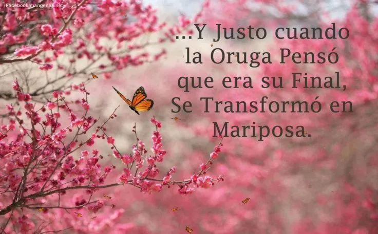 portadas para facebook de mariposas con frases - Buscar con Google ...