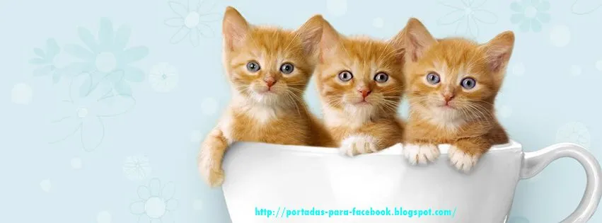 Portadas para Facebook: Portada para facebook de Gatitos