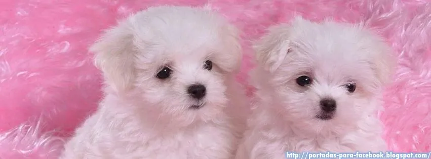 Portada de perritos bebés y tiernos - Imagui