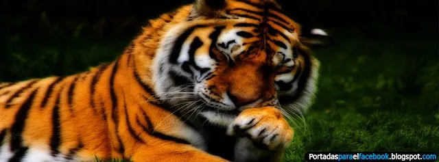 Portadas_de_tigres_para_ ...