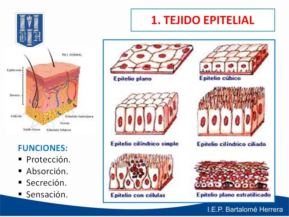 EL PORTAL DE LA BIOLOGÍA: II UNIDAD - 2° SECUNDARIA - TEJIDOS ANIMALES EL PORTAL DE LA BIOLOGÍA: II UNIDAD - 2° SECUNDARIA - TEJIDOS ANIMALES