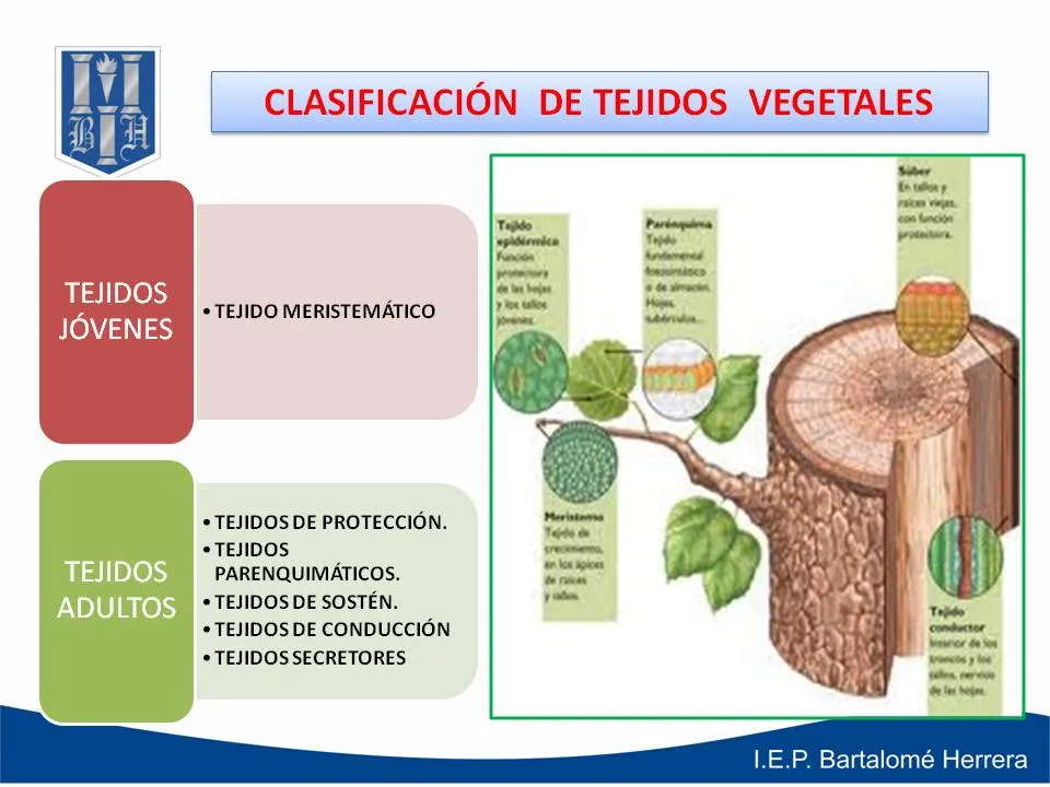EL PORTAL DE LA BIOLOGÍA: II UNIDAD - 3° SECUNDARIA - TEJIDOS ... EL PORTAL DE LA BIOLOGÍA: II UNIDAD - 3° SECUNDARIA - TEJIDOS ...