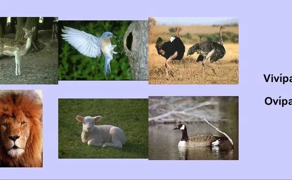 Portal del Profesor - As relações dos seres vivos