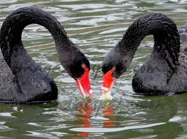 portSANVALENTINANIMAL05.jpg