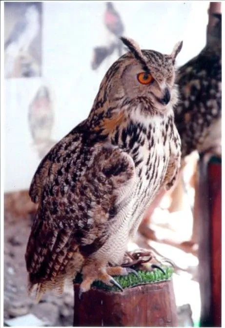 Português: Bufo Real x Siberiano