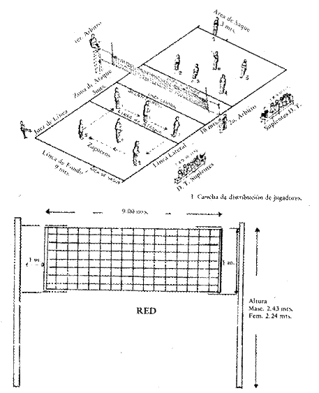 Posiciones de los jugadores en la cancha de voleibol ~ Educacion ...