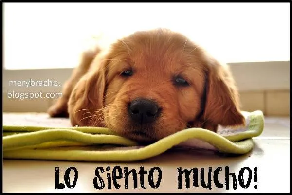 Postal Lo Siento Mucho | Postales Cristianas y Tarjetas
