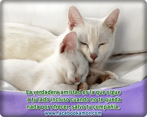 Postales de amistad facebook lindos gatitos Imagenes bonitas para ...