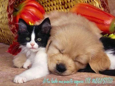 Postales de amistad gratis | Comentarios Web
