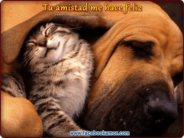 Postales de amistad perro y gato para facebook - Imagenes Bonitas ... Postales de amistad perro y gato para facebook - Imagenes Bonitas ...