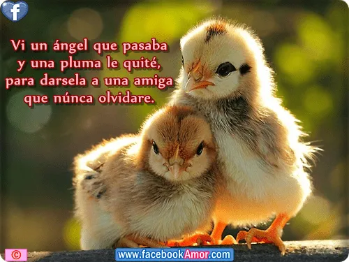 Postales bonitas con frases de amistad para facebook - Imágenes ...