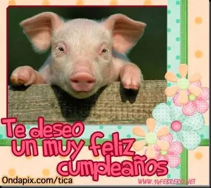 postales de cumpleaños con cerdos frases amor | imagenes y frases ...