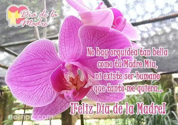 Postales con fotos de orquídeas para mi Madre
