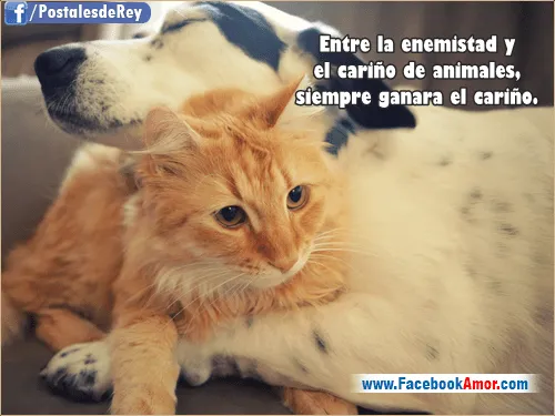 Postales con frases de animales - Imágenes Bonitas para Facebook ...