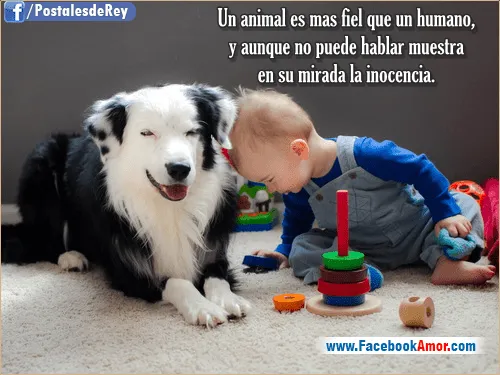 Postales con frases de animales - Imágenes Bonitas para Facebook ... Postales con frases de animales - Imágenes Bonitas para Facebook ...