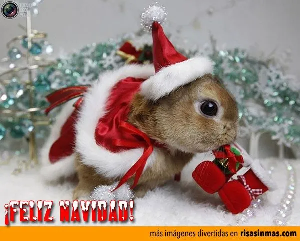 Risa sin Más. Imágenes divertidas, Vídeos de Risa, Gifs animados Risa sin Más. Imágenes divertidas, Vídeos de Risa, Gifs animados