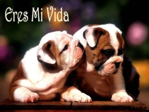Postales románticas | Mi amor... Te amo !