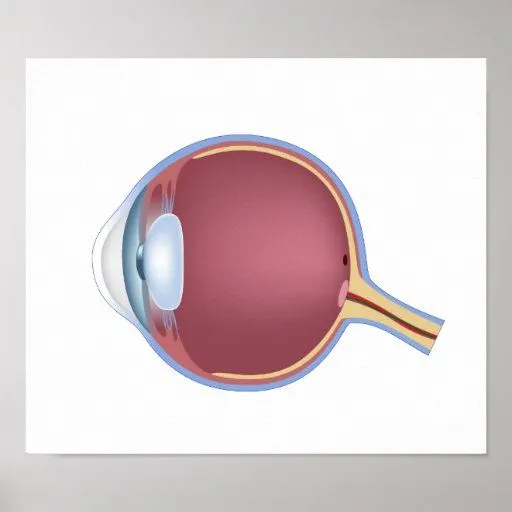 Poster de la anatomía del ojo humano de Zazzle. Poster de la anatomía del ojo humano de Zazzle.