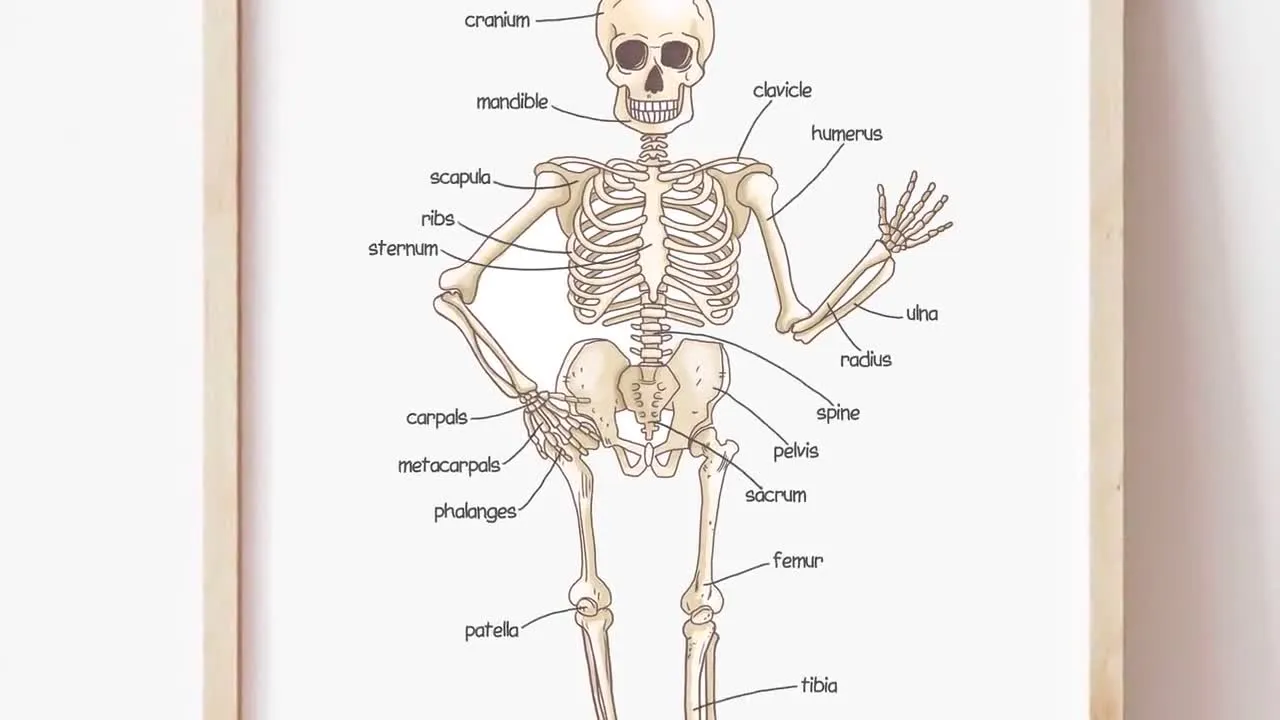 Póster de esqueleto humano para niños impresiones - Etsy México