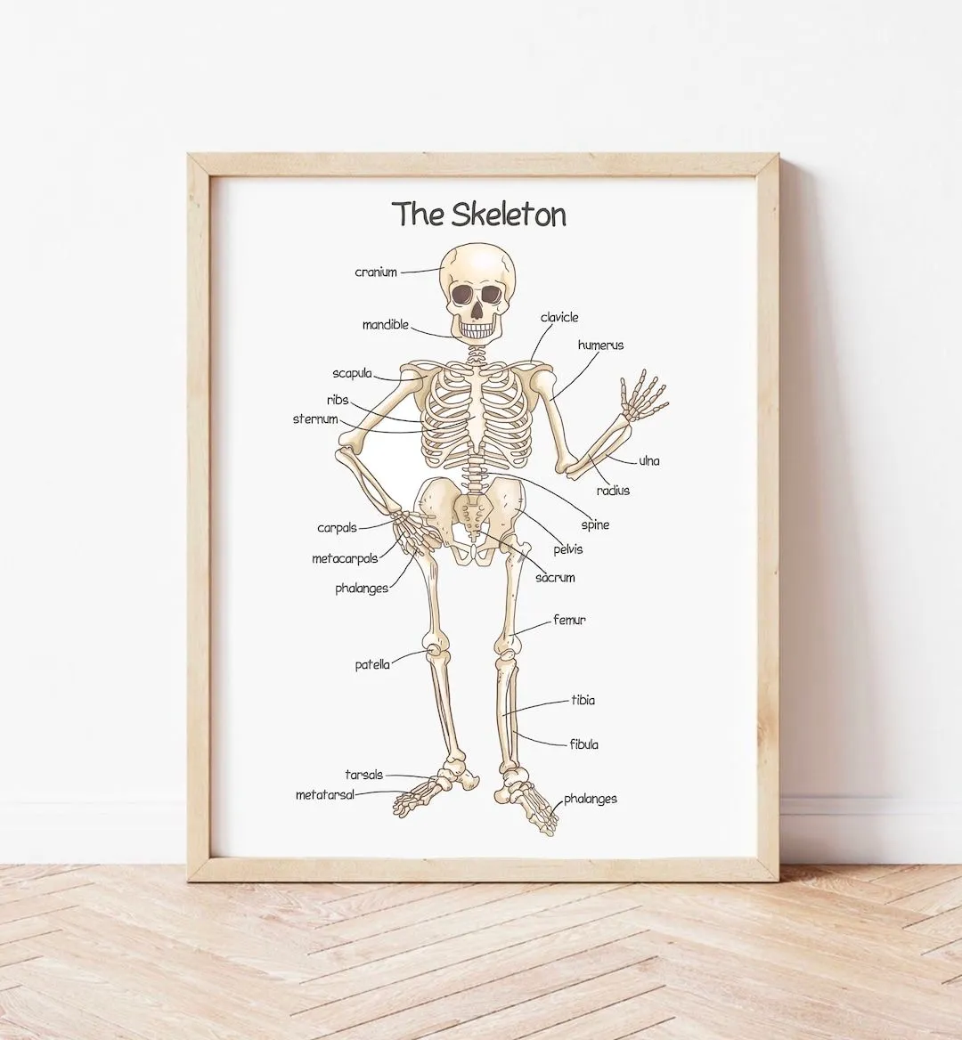 Póster de esqueleto humano para niños impresiones - Etsy México Póster de esqueleto humano para niños impresiones - Etsy México