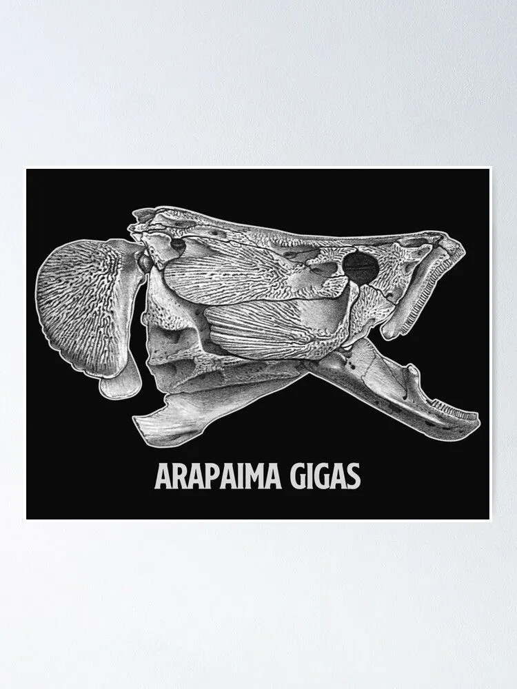 Póster for Sale con la obra «Arapaima Pirarucu Paiche Skull Skeleton Acuario Fish Keeper Regalo de acuarista» de TheAplus | Redbubble Póster for Sale con la obra «Arapaima Pirarucu Paiche Skull Skeleton Acuario Fish Keeper Regalo de acuarista» de TheAplus | Redbubble