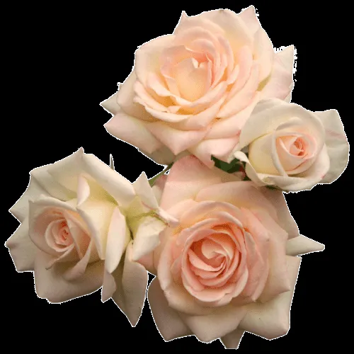 posts flower roses png transparent pink roses .png umfag •