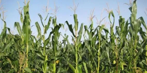 Postulan el sistema agrícola tradicional milpa en la lista del ... Postulan el sistema agrícola tradicional milpa en la lista del ...