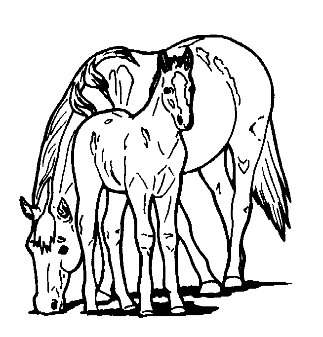 Dibujos de potrillos para colorear - Imagui Dibujos de potrillos para colorear - Imagui