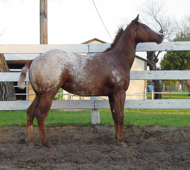 NUESTROS POTROS Y CABALLOS (RANCHO LA ROSA) NUESTROS POTROS Y CABALLOS (RANCHO LA ROSA)