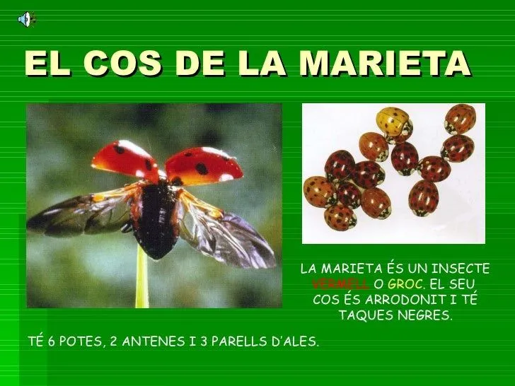 Power point marietes