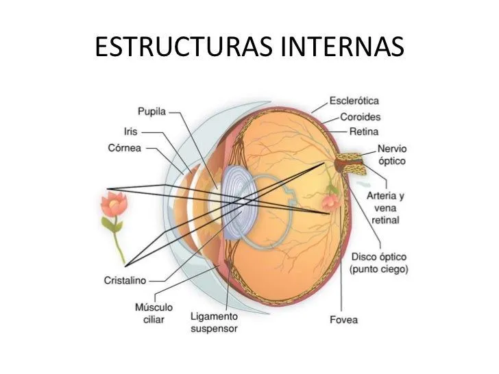 powerpoint-sentido-de-la-vista ...