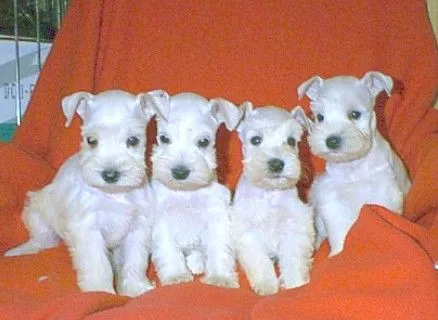 Poze cu caini rasa Schnauzer, anunturi vanzare catei de rasa