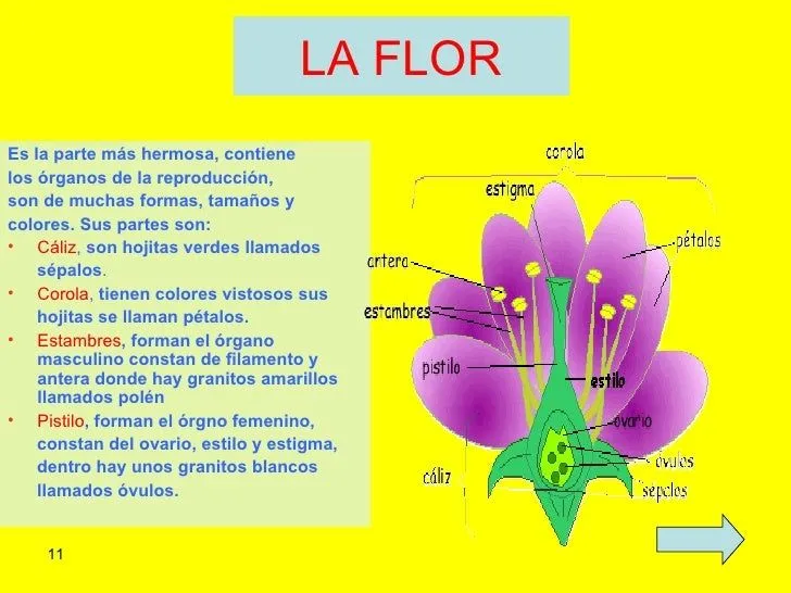 ppt-las-plantas-8-728.jpg?cb= ...