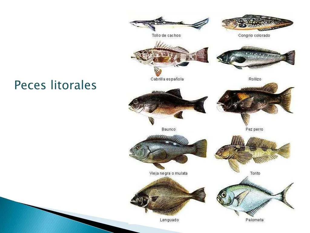 PPT - Pescados y mariscos PowerPoint Presentation, free download - ID:5521768 PPT - Pescados y mariscos PowerPoint Presentation, free download - ID:5521768