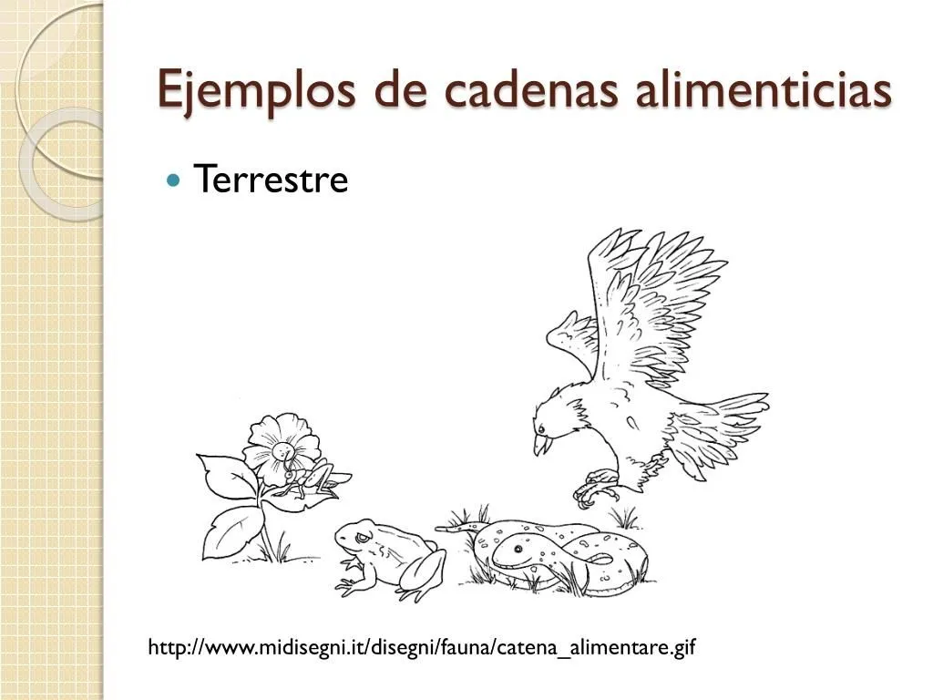 PPT - Las plantas y algas producen su alimento PowerPoint Presentation - ID:7061000 PPT - Las plantas y algas producen su alimento PowerPoint Presentation - ID:7061000