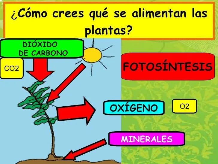 ppt-unidad-las-plantas-6-728. ...