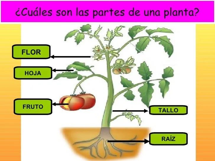 smile: Las partes de la plantas