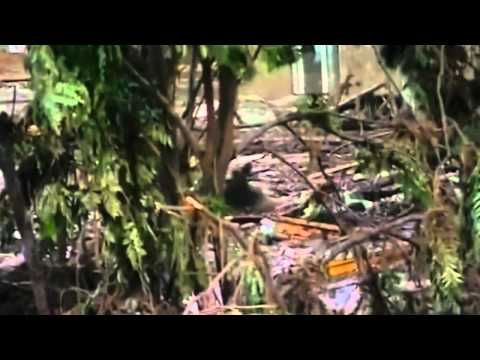 Ppuca | Triton TV