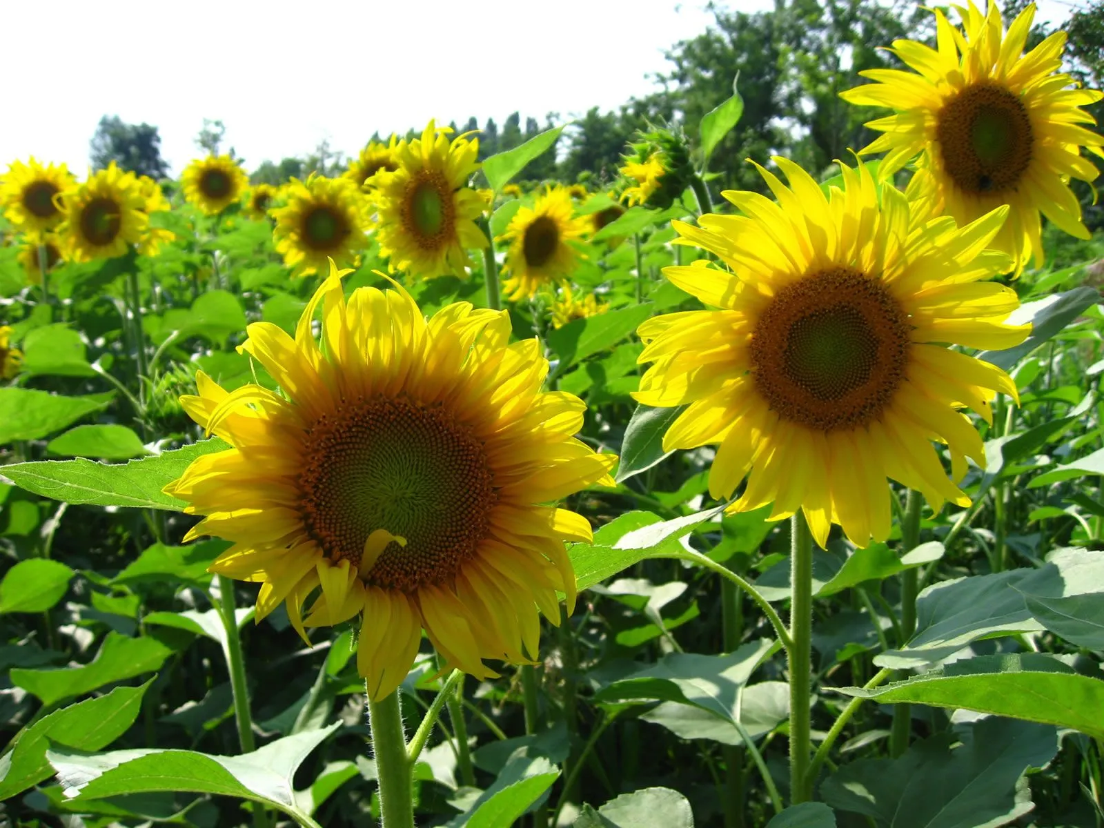 PR0y3cT0 de l@ @9ricultur@: LAS GIRASOLES Y COMO UTILIZARLAS PR0y3cT0 de l@ @9ricultur@: LAS GIRASOLES Y COMO UTILIZARLAS