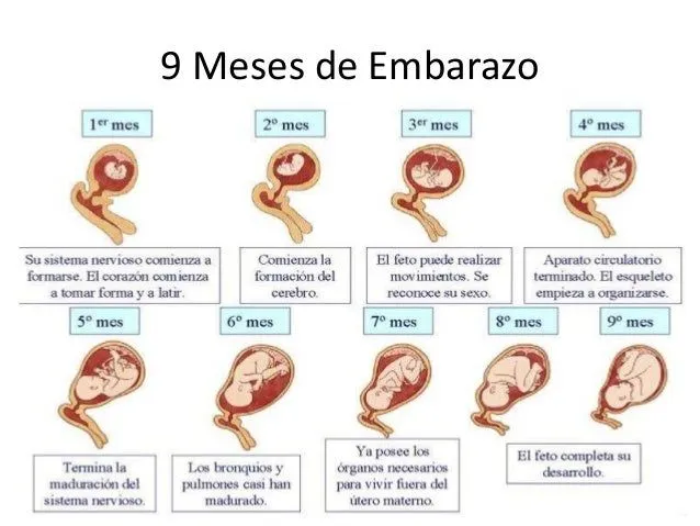 trabajo-practico-del-embarazo- ...