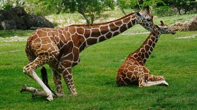 Pre - escolar. "Un mundo de Ilusiones": mayo 2012