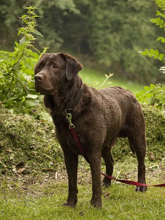 precio de labrador | Cuidar de tu mascota es facilisimo.com