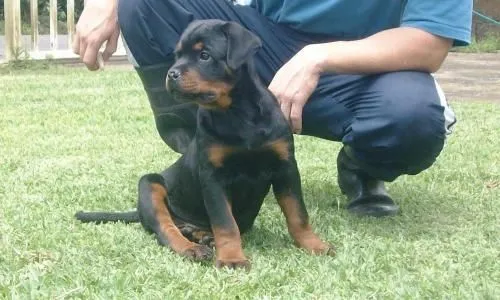 Precioso cachorro rottweiler - Alajuela, Costa Rica - Animales ...