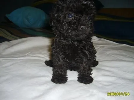 Fotos de Precioso french poodle negro en Alajuela, Costa Rica