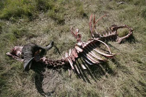 Predadores. « blog do Roberto Leite