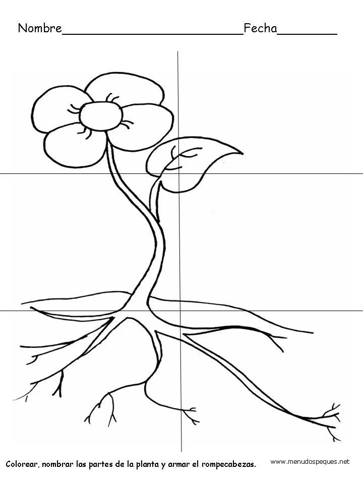 Mis preescolares: La planta y sus partes