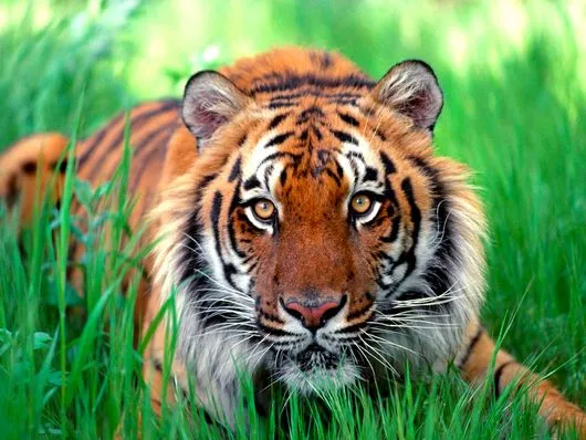 Pregon Agropecuario :: PARA DISFRUTAR LA NATURALEZA, APRECIAR EL ... Pregon Agropecuario :: PARA DISFRUTAR LA NATURALEZA, APRECIAR EL ...